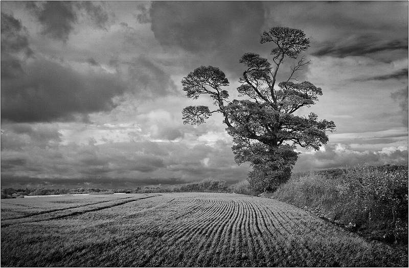 Old Maple tree near Easton.jpg